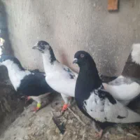 کفتر کولر گازی