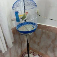برزیلی|پرنده|آذرشهر, |دیوار