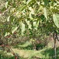 فروش باغ ۳۰۰۰ متری زیبا و پربار در نزدیکی فیروزکوه