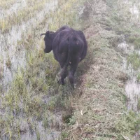 گاو|حیوانات مزرعه|گوراب زرمیخ, |دیوار