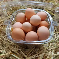 تخم مرغ محلی تازه تولید روزانه تا ۶۰۰ عدد|خوردنی و آشامیدنی|بجنورد, |دیوار