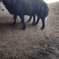 یک عدد بره قوچ افشار