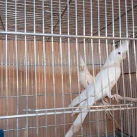 عروس هلندی آلبینو جفت و لوتیتو نر تک