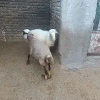 کاور نر و ماده