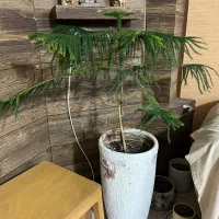 گلدان|گل و گیاه طبیعی|شیراز, آزادگان|دیوار