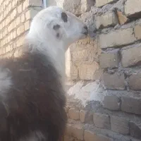 قورچ پلنگی زیر یک سال ۶۲کیلو وزن