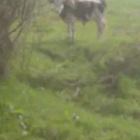 دوراس ورزاکوله سیمین تال وچالوسی|حیوانات مزرعه|آستانه اشرفیه, |دیوار