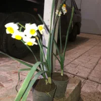 گل نرگس گلدونی|گل و گیاه طبیعی|قائمشهر, |دیوار