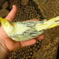 جوجه عروس هلندی لوتینوزعفرونی دوکت وتک خال|پرنده|شیراز, گویم|دیوار