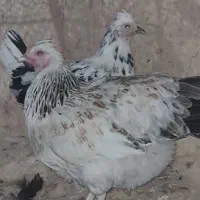 مرغ گلین|حیوانات مزرعه|رونیز, |دیوار