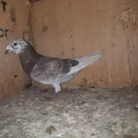 ۱۴ تا پرنده تبعیدی|پرنده|الوند, |دیوار