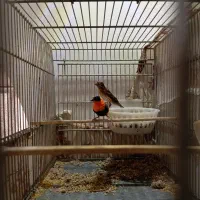 یک جفت فنچ اسقف سرخ