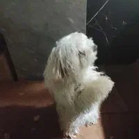 سگ شیتزو ماده سالم