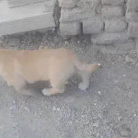 سگ پاکوتاه ۳ ماهه ۳۰۰۰۰۰۰۰|سگ|اردبیل, |دیوار