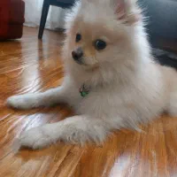 پامرانین(فوری) لطفا آگهی رو کامل مطالعه کنید|سگ|تهران, جردن|دیوار