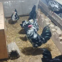 مرغ خروس گلین