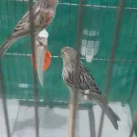 یک جفت قناری توپاژاصل