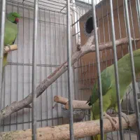 جفت طوطی ملنگو مولد سخنگو