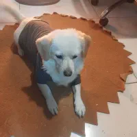 واگذاری|سگ|ماهدشت, |دیوار