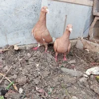 کبوتر|پرنده|مبارکه, |دیوار