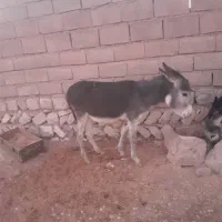 خر کُری ماده