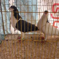 نروماده چپ فروشی