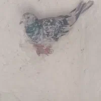 سار ومگس چاپی...