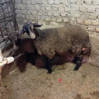 ماده بره فروشی