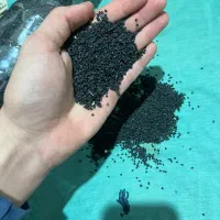 بذر پیاز نومل|گل و گیاه طبیعی|گرگان, |دیوار