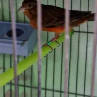 قناری سرخ  نر مست