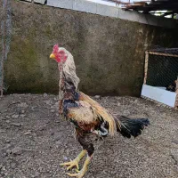 خروس لاری|حیوانات مزرعه|آستارا, |دیوار