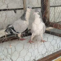 رنگی|پرنده|محمدیه-قزوین, |دیوار