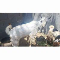 فروش یک عدد بره نر و یک عدد کره نر