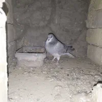 دمگیر سیاه پشت طوقی|پرنده|اصفهان, براآن شمالی|دیوار