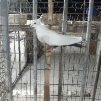 بهبودی زرنگ|پرنده|شیراز, تندگویان|دیوار