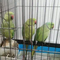 فروش یک جفت مولد به همراه جوجه شاه تخم