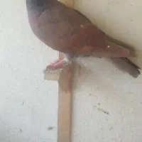 کفترمفت،کبوترارزان