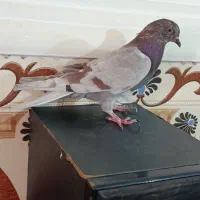 این دوتا پرشی رو امروز گرفتم