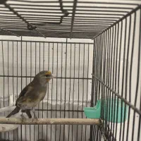 سهره قناری|پرنده|تهران, حکیمیه|دیوار