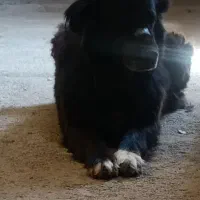 ماده قدرجونی