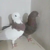 درخت