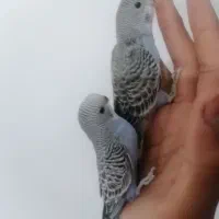 مرغ عشق رام|پرنده|زرند, |دیوار