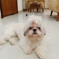 سگ شیتزو سوپر فلت