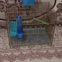 قفس طوطی یا کاسکو و مرغ عشق قناری سهره|لوازم جانبی حیوانات|تهران, خرمشهر|دیوار