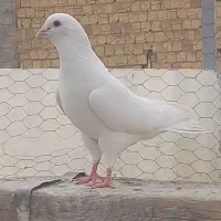 کبوتر تهرانی