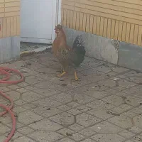 مرغ و خروس جوان|حیوانات مزرعه|شاهین‌شهر, مورچه خورت|دیوار