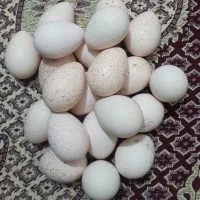تخم بوقلمون