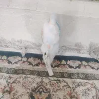 لبوبو سکرت|اسباببازی|شوشتر, |دیوار