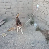 سگ هاسکی|سگ|بردسیر, |دیوار