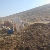 الاغ ماده جوان دوساله